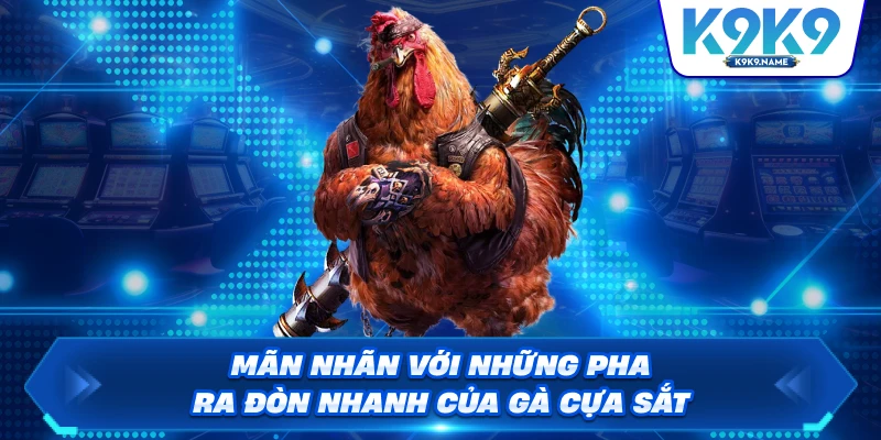 Mãn nhãn với những pha ra đòn nhanh của gà cựa sắt