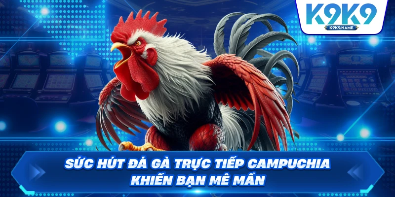 Sức hút đá gà trực tiếp Campuchia khiến bạn mê mẩn